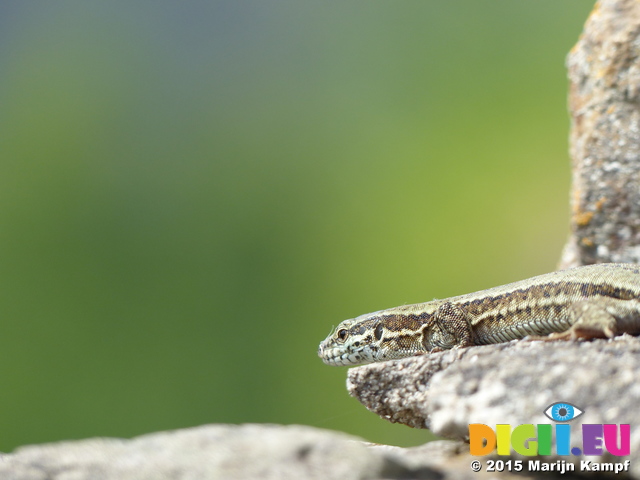 FZ017258 Viparous Lizard (Zootoca vivipara)